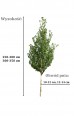 Brzoza biała chińska 'Fascination' DUŻE SADZONKI 250-300 cm, obwód pnia 10-12 cm (Betula albosinensis)